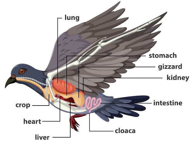 cloaca anatomia uccelli