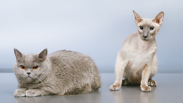 differenze razze pelo gatto