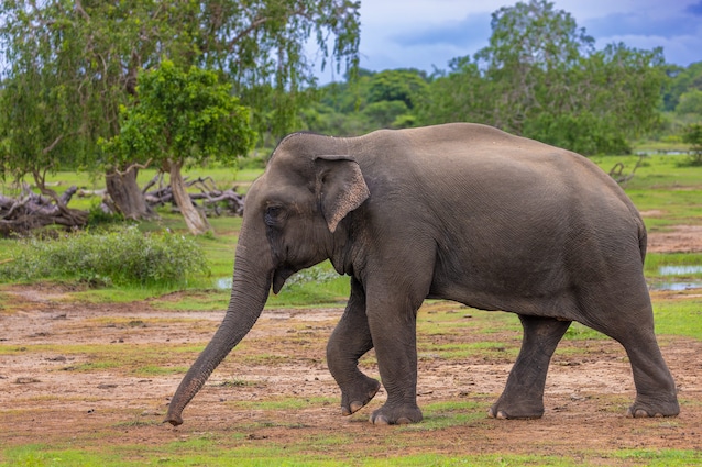elefante asiatico
