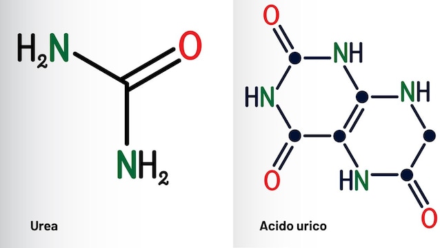 Struttura acido urico e urea