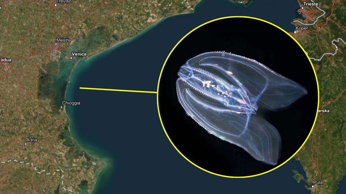 noce di mare venezia