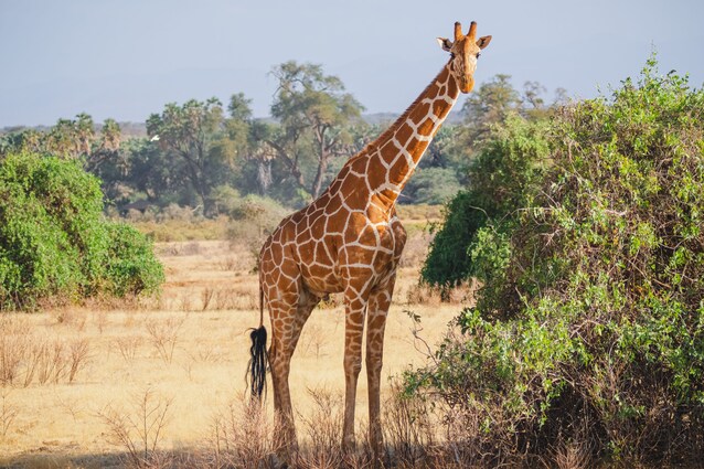 giraffa