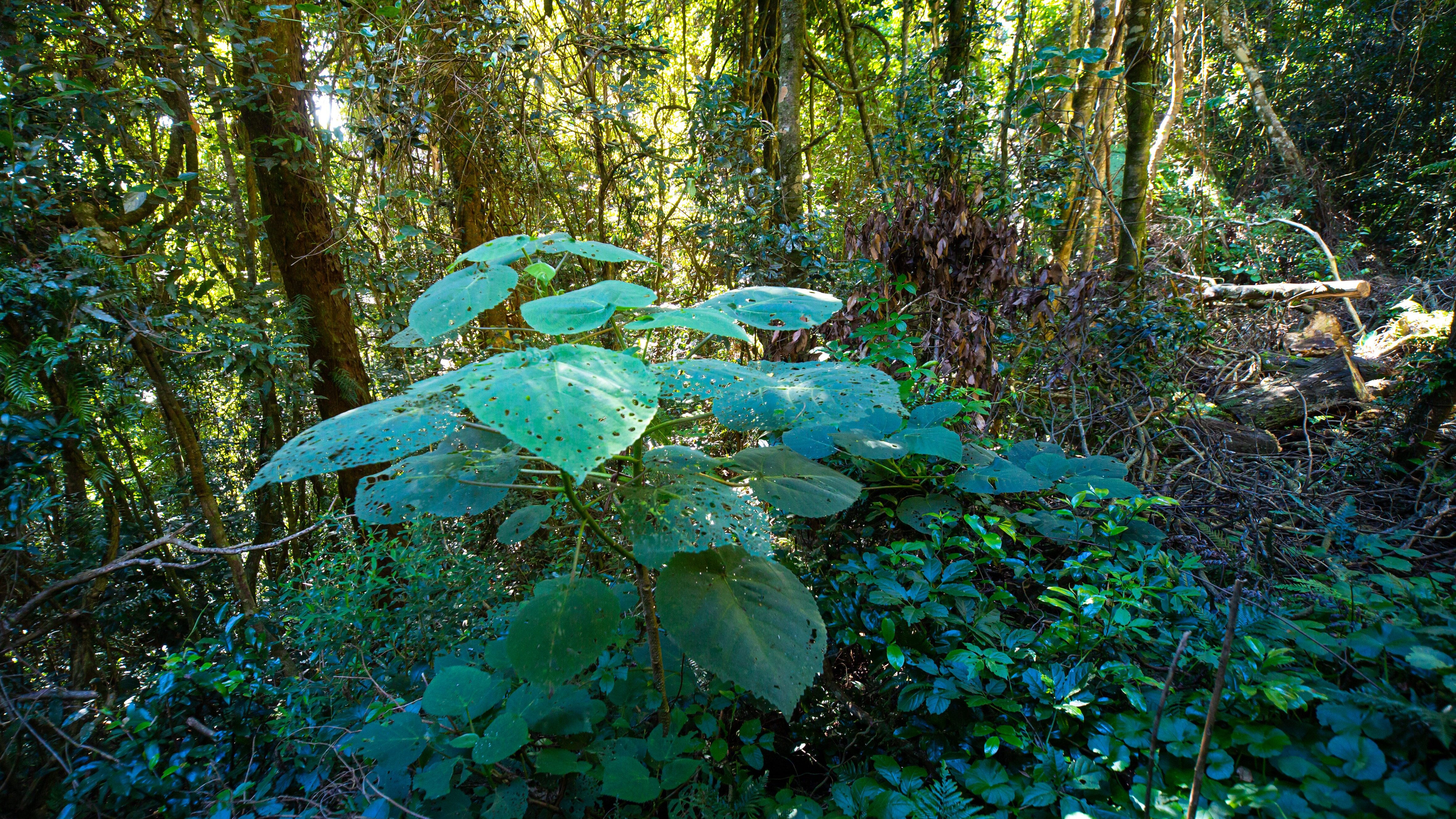 gympie gympie pianta suicida