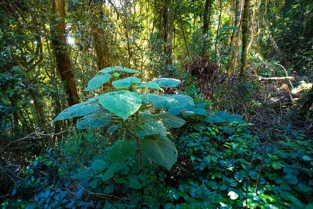 gympie gympie pianta suicida