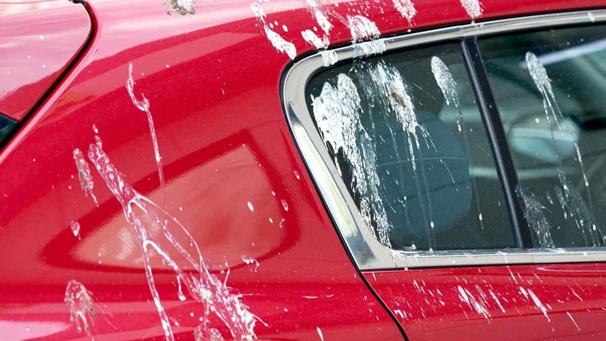 cacca uccelli bianca