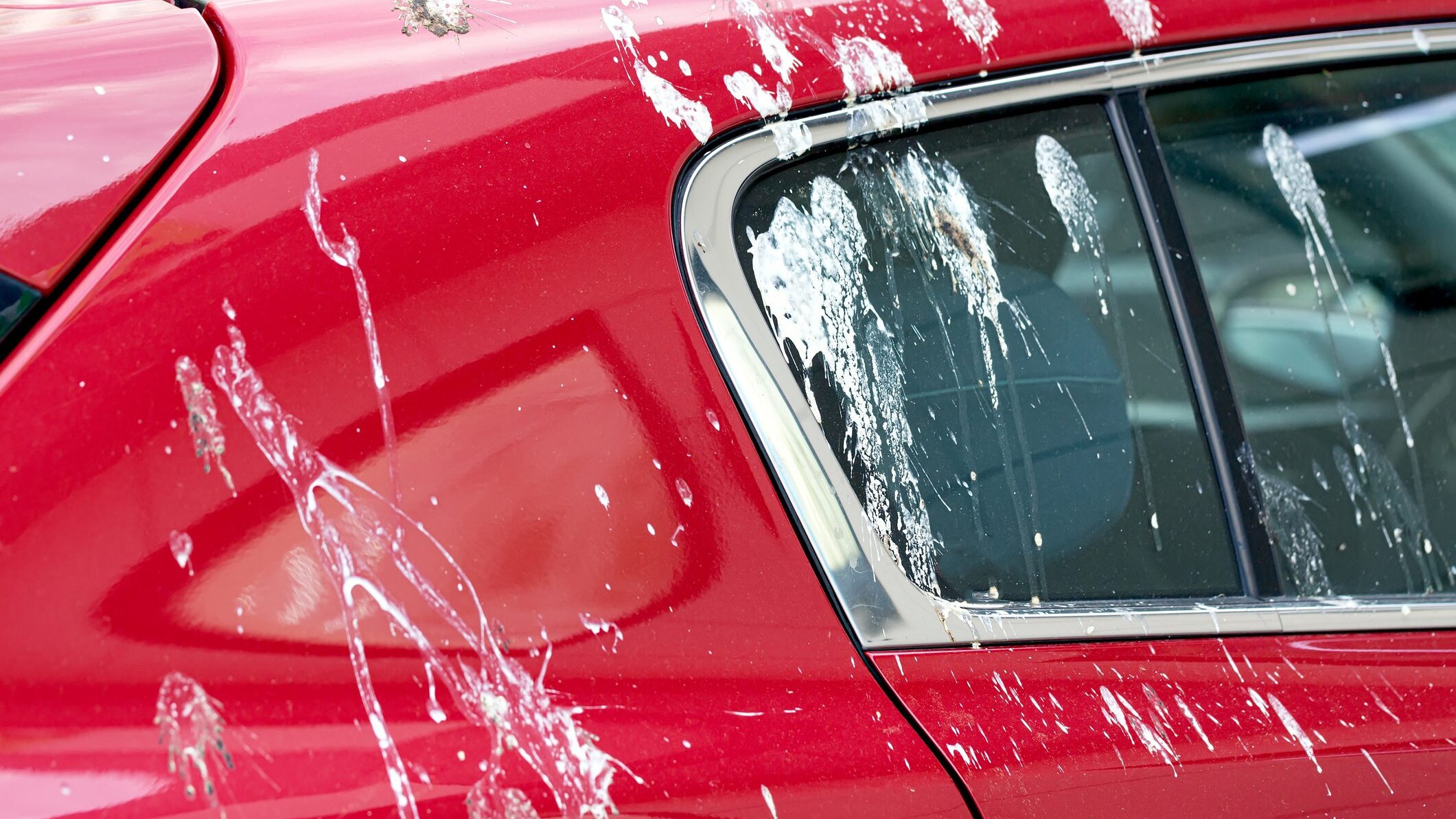 cacca uccelli bianca