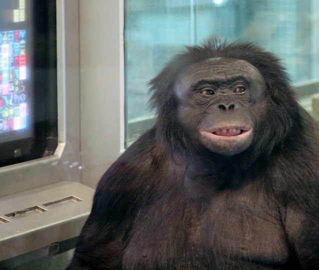kanzi bonobo