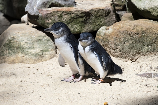 little penguin australiano