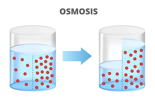 osmosi