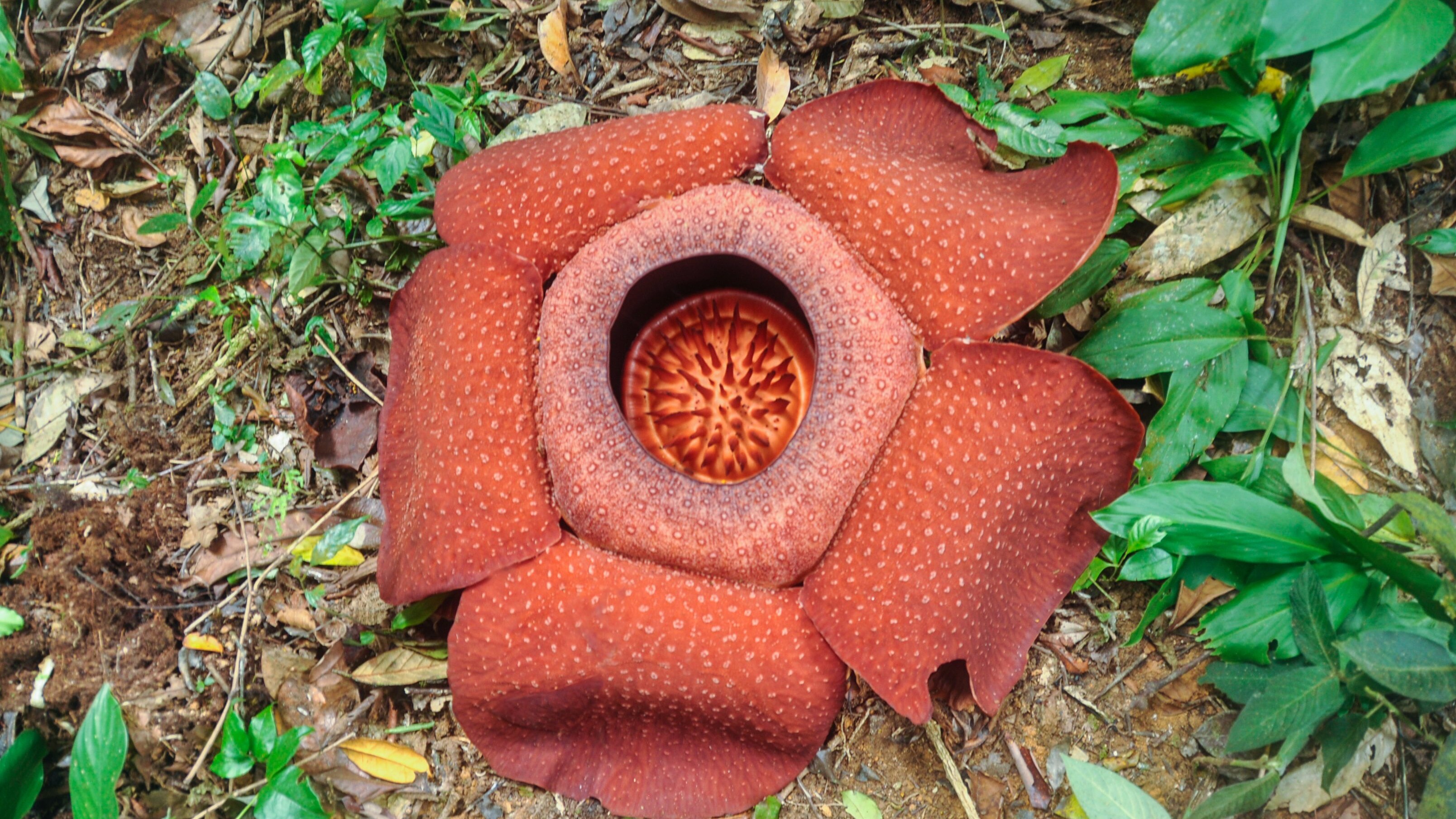 rafflesia hasseltii