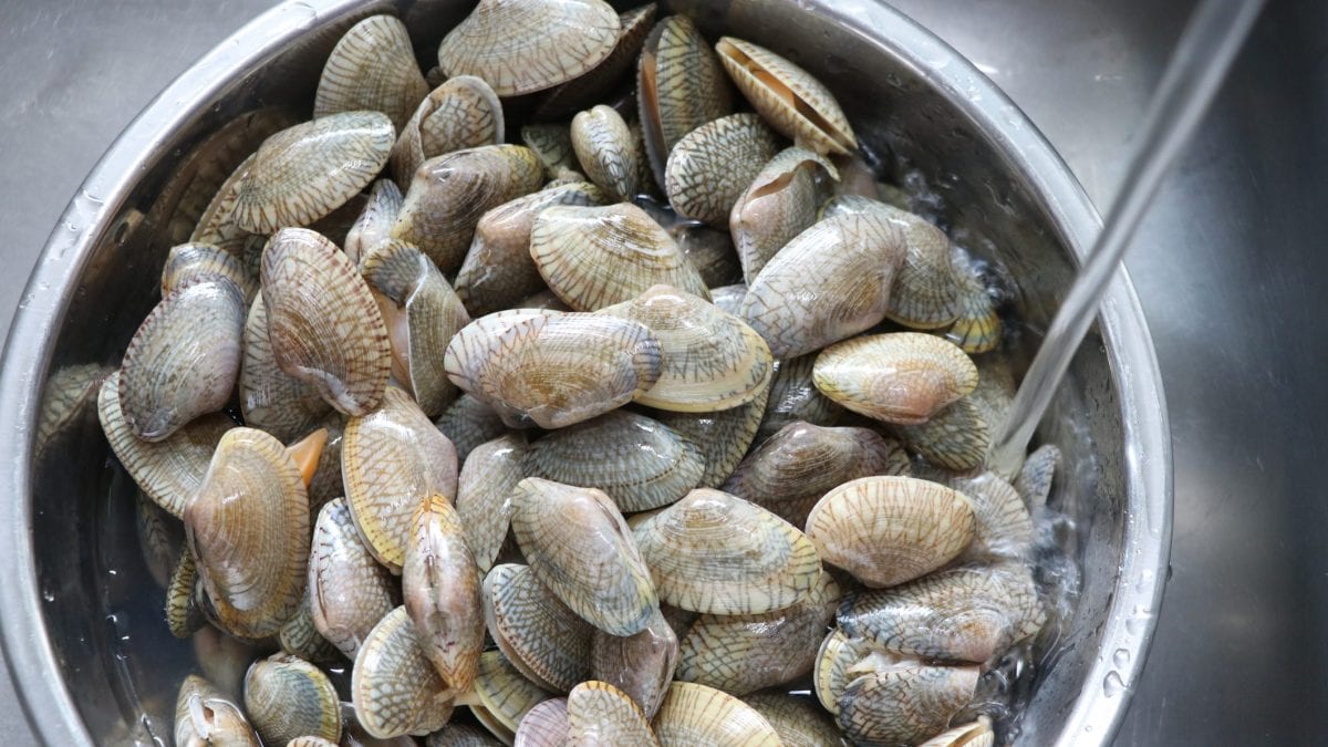 vongole acqua fredda