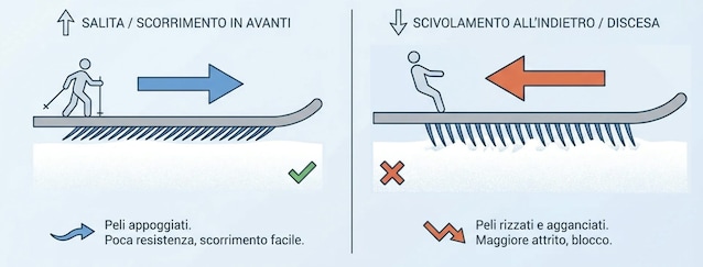 infografica pelli di foca