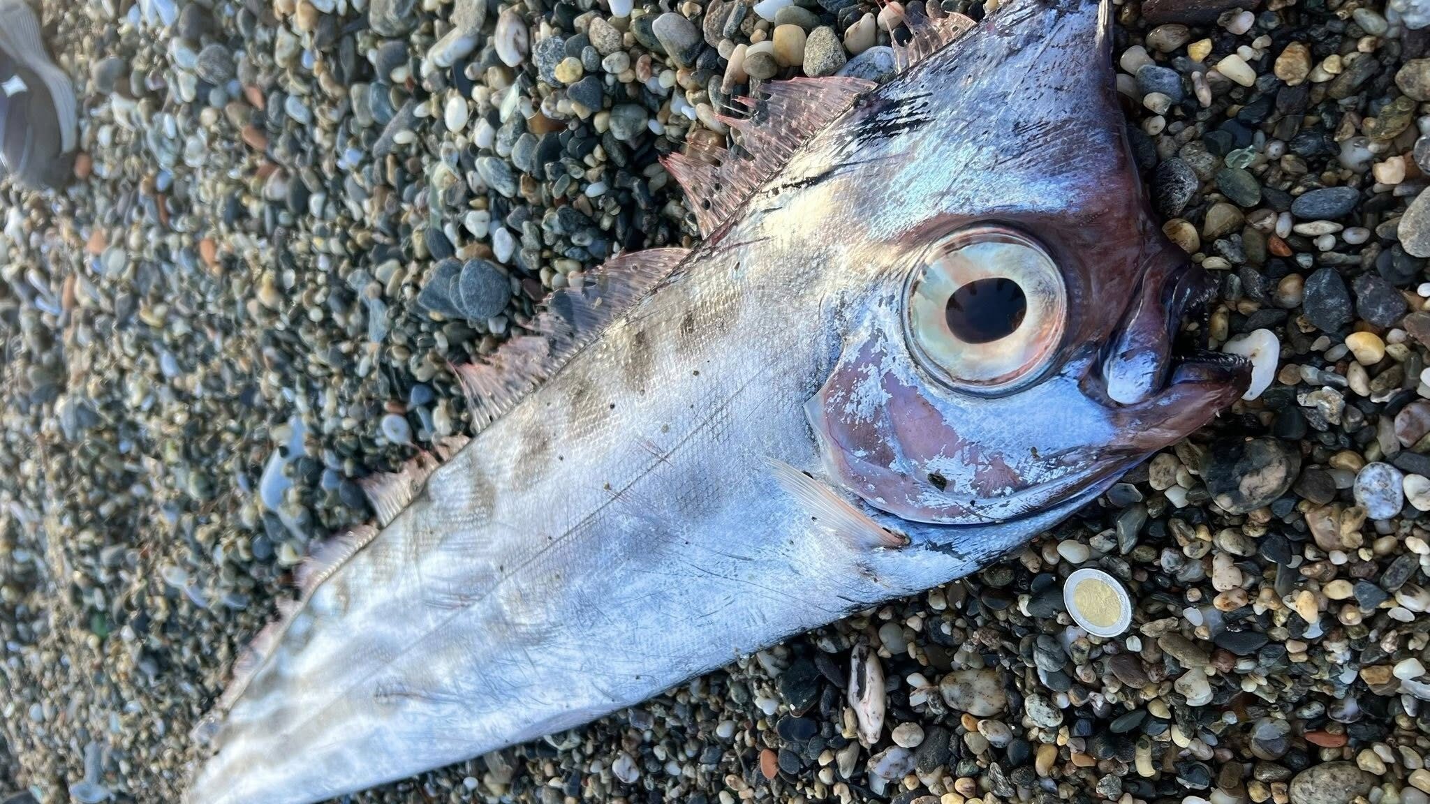 pesce liocorno milazzo