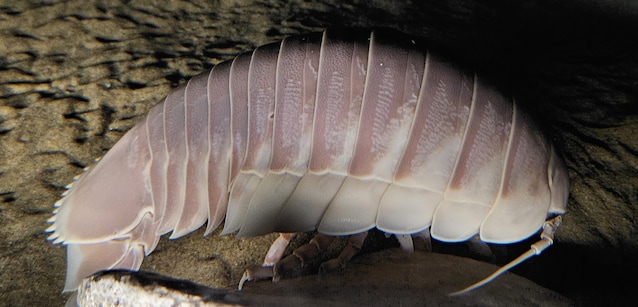 Bathynomus_giganteus_side_-_MBA