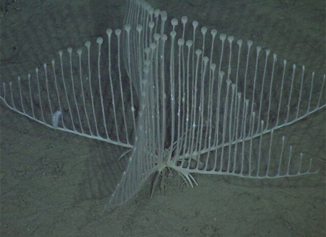 spugna carnivora arpa