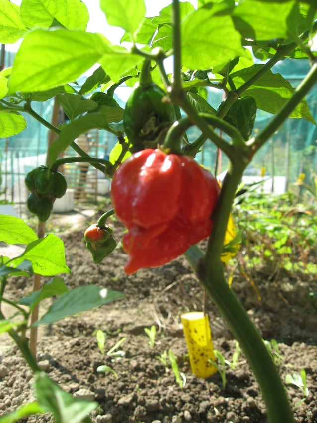 Moruga Scorpion Butch