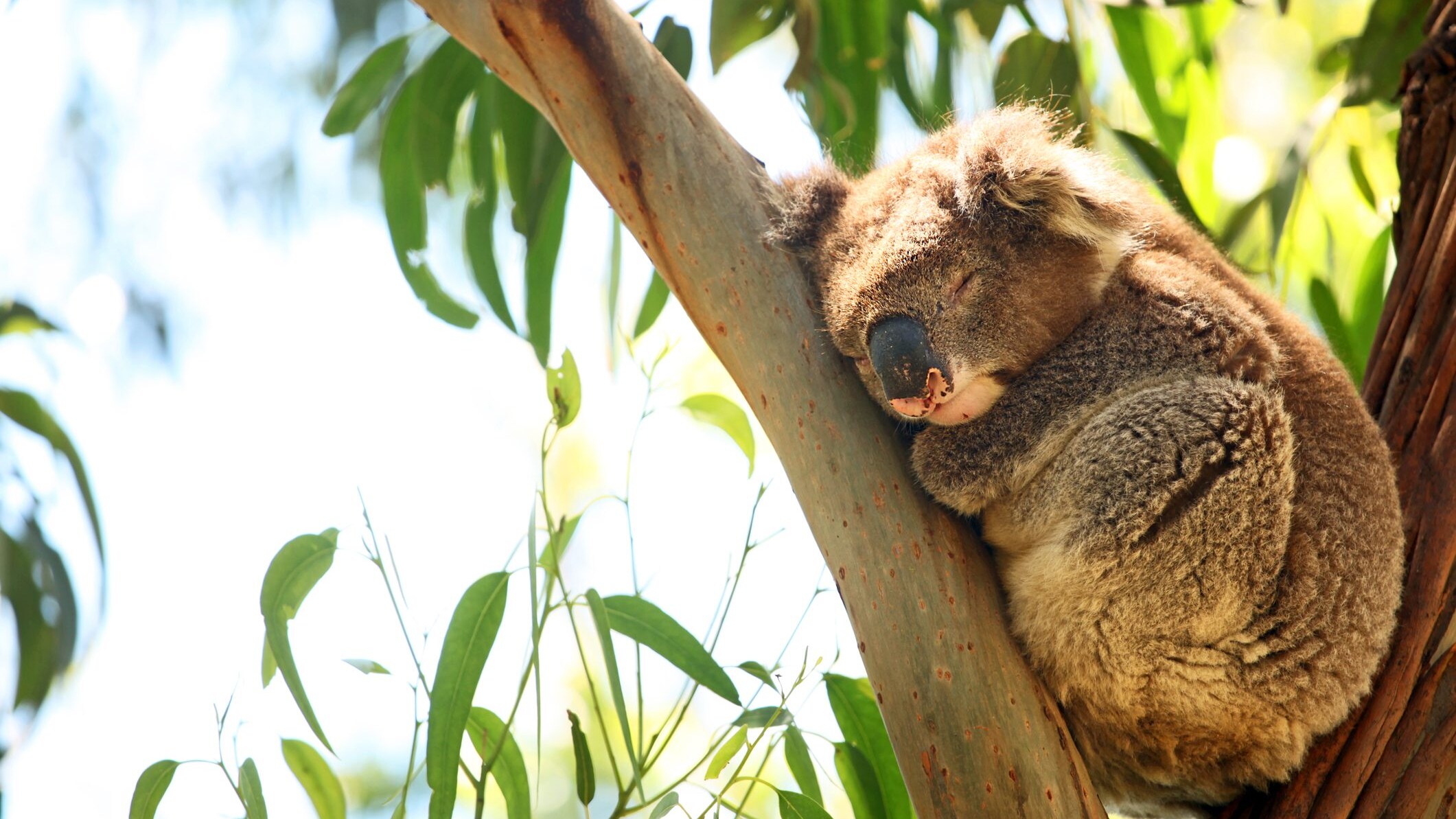 animali dormiglioni