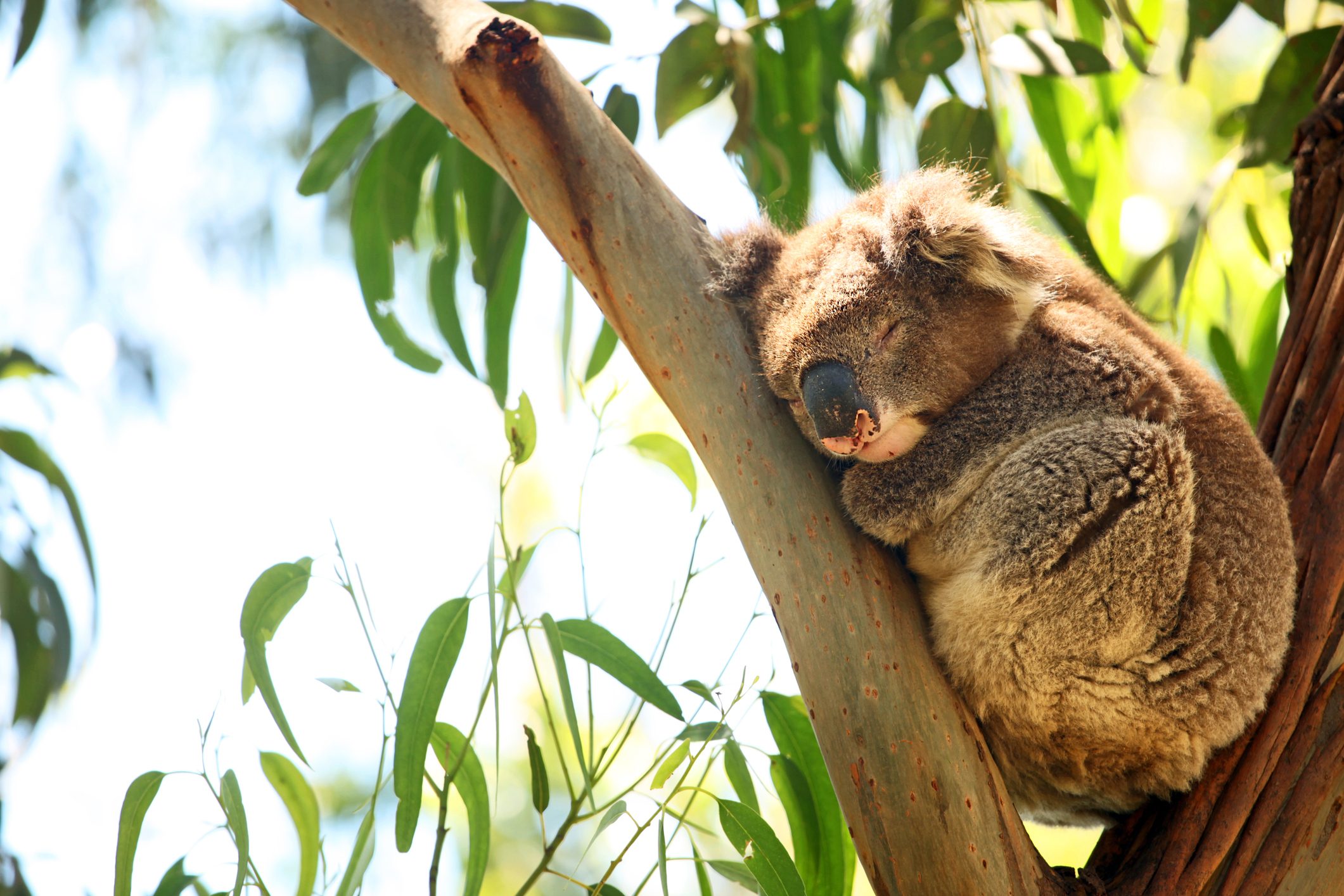 animali dormiglioni