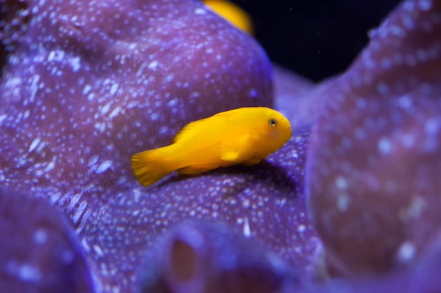 gobius ermafroditismo