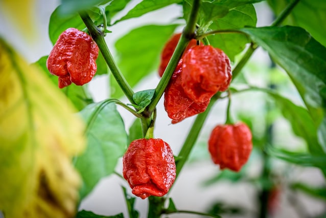trinidad scorpion red