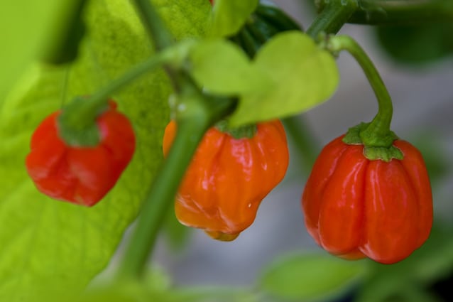 Drago di komodo pepper