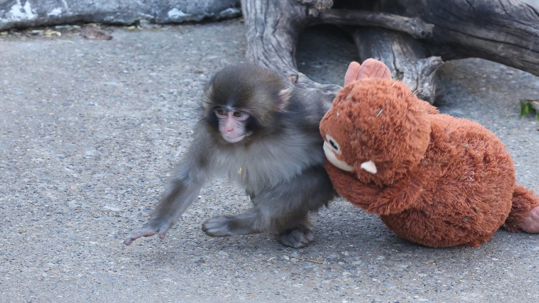Cosa ci dice su di noi la storia di Punch, il macaco abbandonato dalla madre che abbraccia a una scimmia peluche