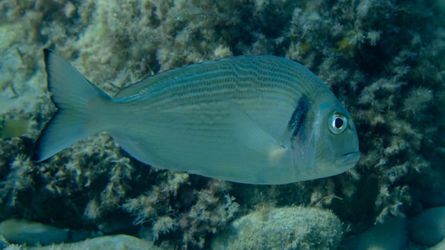 orata proterandria
