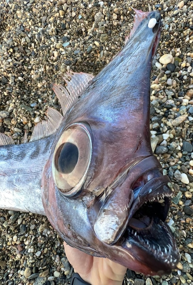 pesce liocorno cresta