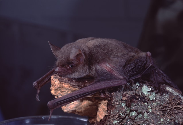 pipistrelli e sonno