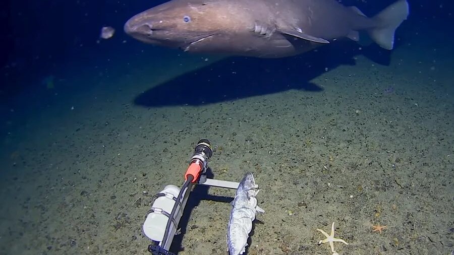 squalo-dormiente-antartide