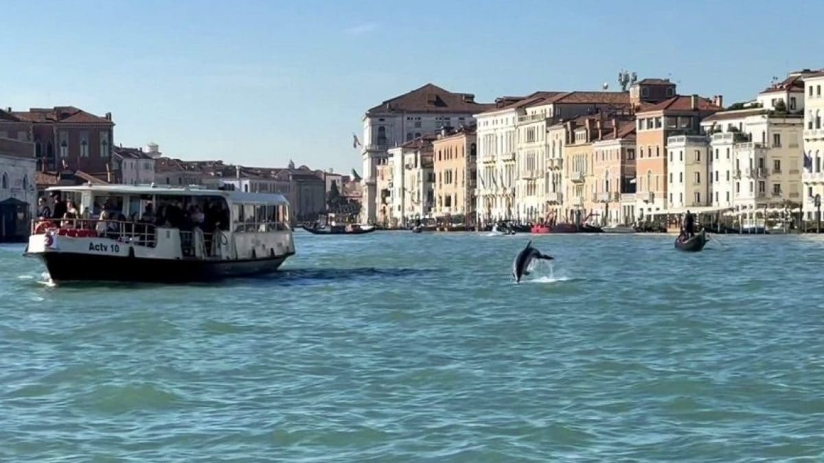 delfino mimmo venezia