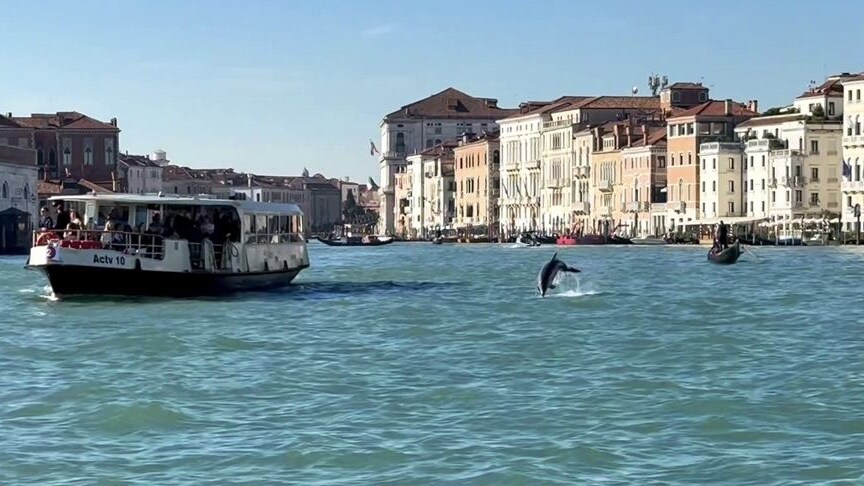 delfino mimmo venezia
