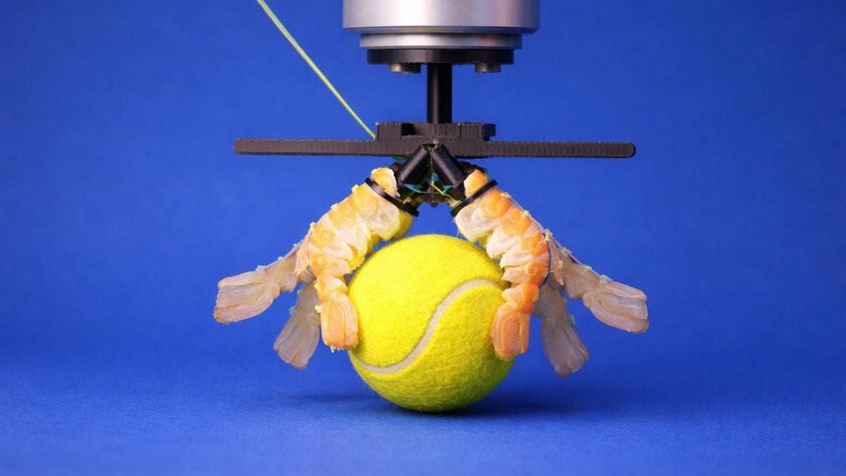 robot crostacei