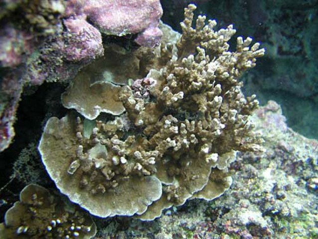 Porites_rus,_Samoa