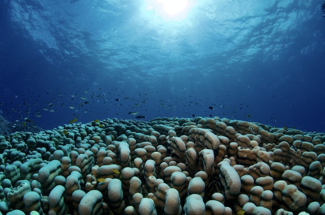 colonia pavona clavus