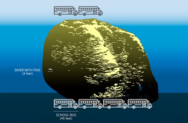 dimensioni corallo fossa marianne