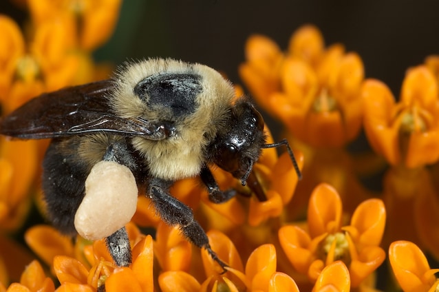 bombi respirano sotto acqua