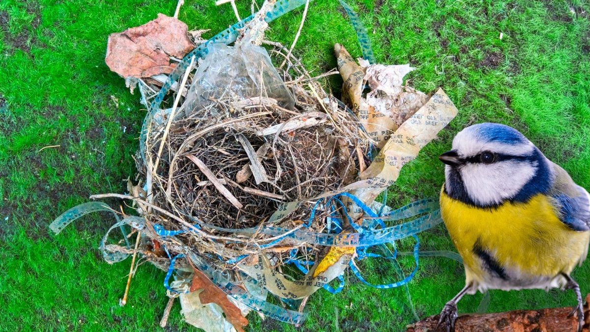 cinciarella mozziconi
