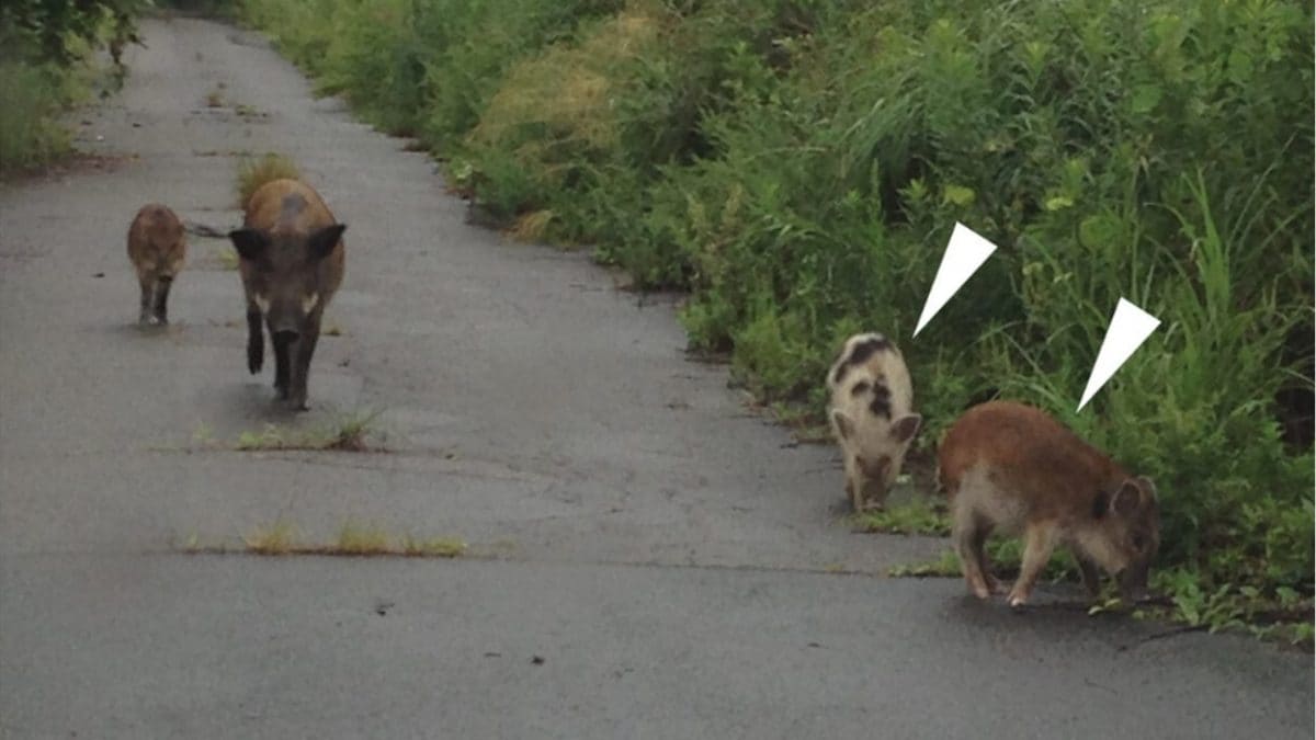 cinghiali ibridi fukushima