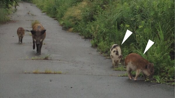 cinghiali ibridi fukushima