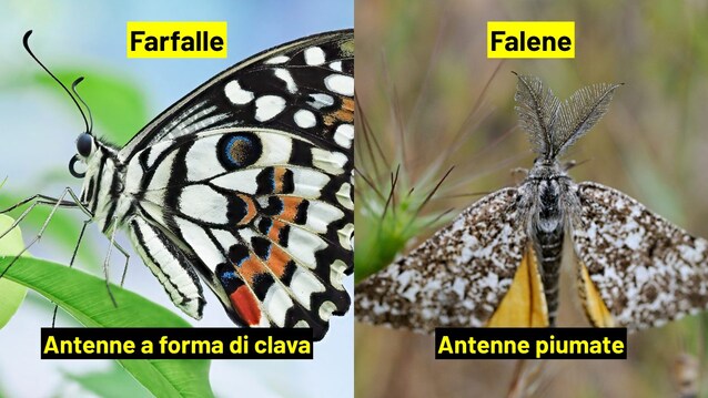 antenne farfalle e falene