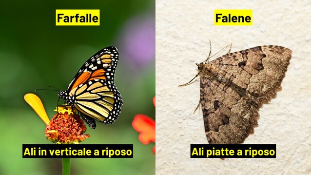 riposo farfalle e falene
