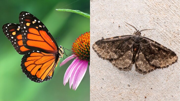 thumb farfalle vs falene