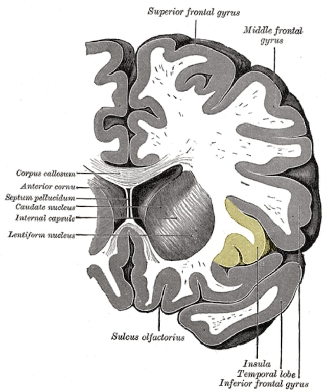 insula cervello percezione gusto