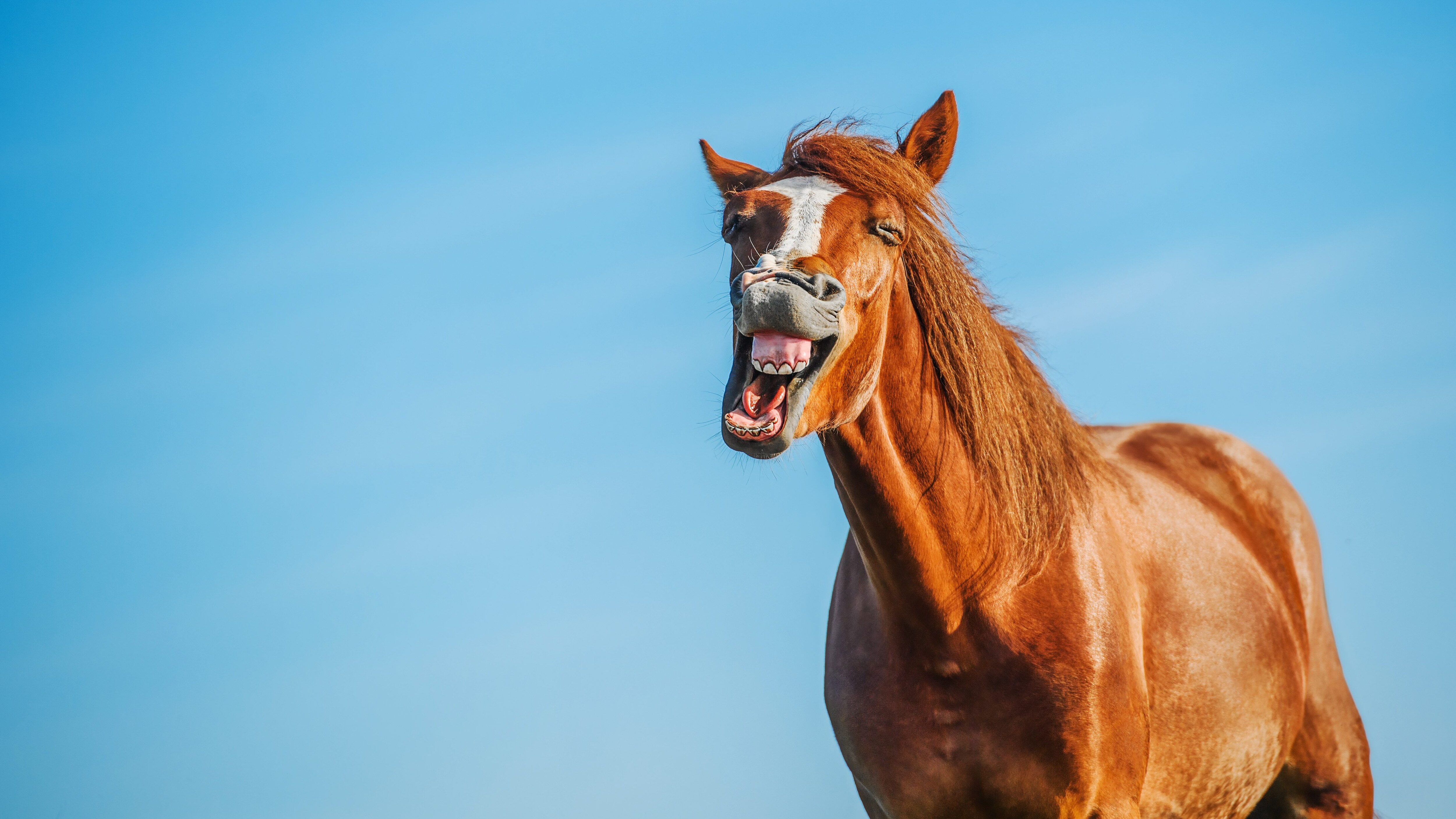 nitrito cavallo
