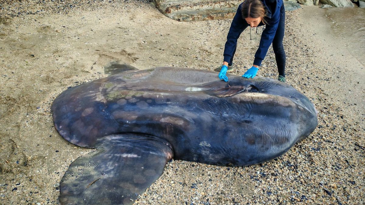 pesce luna marina di ravenna