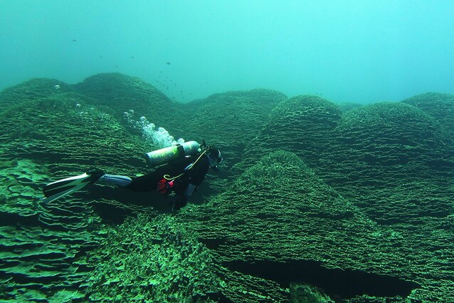 corallo fossa delle marianne