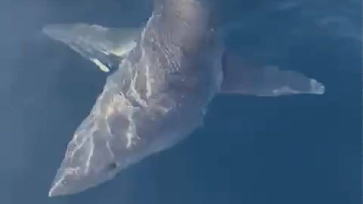 gallipoli squalo mako