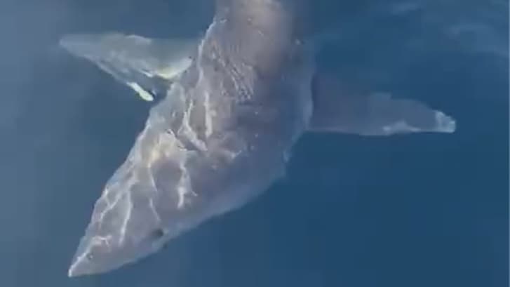 gallipoli squalo mako