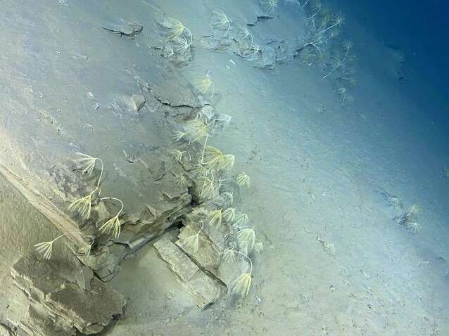 Crinoid-meadow-scaled